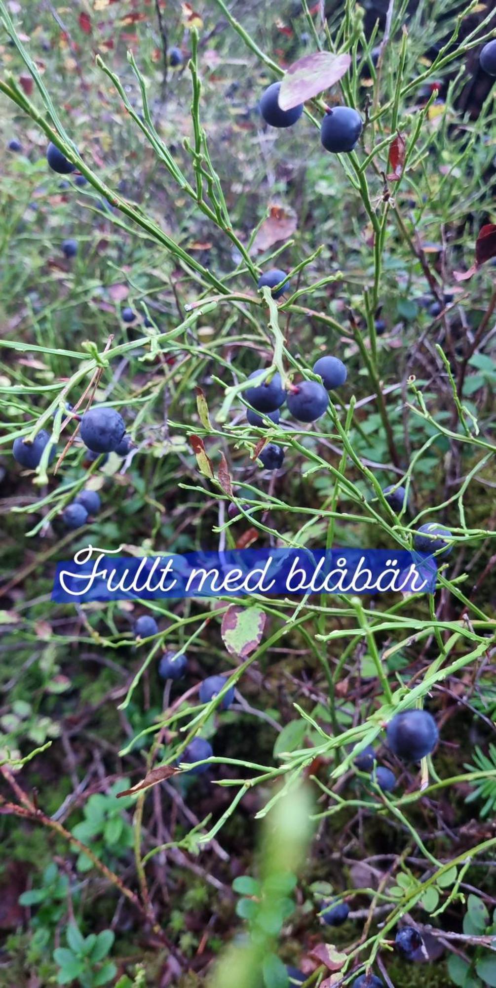 Hyr Rum Pa Oestbo Vittsjö Esterno foto